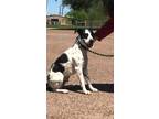 Adopt F24 LG 361 NIko a White German Shorthaired Pointer / Great Dane / Mixed