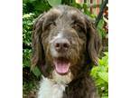 Adopt Bow Tie Beau a Brown/Chocolate Goldendoodle dog in Mishawaka