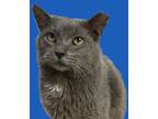 Adopt Gandalf a Gray or Blue Domestic Shorthair / Domestic Shorthair / Mixed cat
