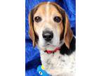 Adopt Bernie Beagle a Black - with Tan, Yellow or Fawn Beagle / Mixed dog in