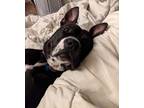 Adopt Princess a Black - with White American Pit Bull Terrier / Boxer dog in