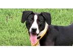 Adopt Milo a Black - with White Pointer dog in Dallas, TX (40524880)