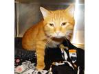 Adopt Frank a Orange or Red Domestic Shorthair / Mixed Breed (Medium) / Mixed