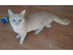 Adopt Paul a Tan or Fawn Domestic Shorthair / Domestic Shorthair / Mixed (short