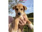Adopt Bishop a Labrador Retriever / Mixed Breed (Medium) dog in Norfolk