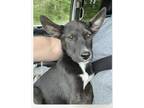 Adopt Gibson a Black Labrador Retriever / Mixed Breed (Medium) dog in Norfolk