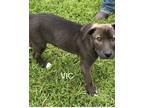 Adopt Vic a Black Border Collie / Labrador Retriever dog in Norfolk