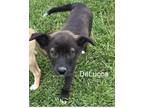 Adopt DeLucca a Black Labrador Retriever / Mixed Breed (Medium) dog in Norfolk