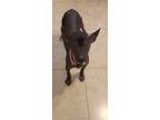 Adopt Yolotzi a Black Xoloitzcuintle/Mexican Hairless / Mixed dog in Casa