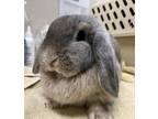 Adopt Chewy a Blue Lop, Holland / Lop, Holland / Mixed rabbit in Houston