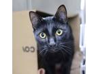 Adopt Sparrow a All Black Domestic Shorthair / Domestic Shorthair / Mixed cat in