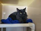Adopt Binx a All Black Domestic Longhair / Domestic Shorthair / Mixed cat in