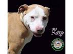 Adopt 24-04-1152 Kay a Pit Bull Terrier / Mixed dog in Dallas, GA (41221486)