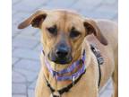 Adopt Ginger a Labrador Retriever / Black Mouth Cur / Mixed dog in Savage