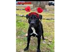 Adopt Wiggles a Black American Pit Bull Terrier / Mixed Breed (Medium) / Mixed