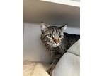 Adopt Poseidon a Brown Tabby Domestic Shorthair / Mixed Breed (Medium) / Mixed