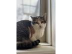 Adopt Ramona a Domestic Shorthair / Mixed cat in Kingston, NY (39626779)