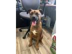 Adopt Barkley a Terrier (Unknown Type, Small) / Mixed dog in Henderson