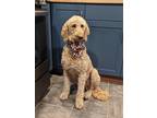 Adopt Sophie a Red/Golden/Orange/Chestnut Goldendoodle / Mixed dog in Woodland