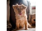 Adopt Punkin (aka Guppy) a Tan/Yellow/Fawn Pomeranian / Mixed dog in