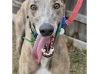 Adopt WW INMAN a Greyhound / Mixed dog in Grandville, MI (41221128)