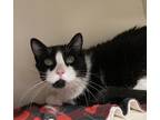 Adopt Claude a White Domestic Shorthair / Domestic Shorthair / Mixed cat in