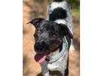 Adopt Peter Pan a Black Pointer dog in Weatherford, TX (41199370)