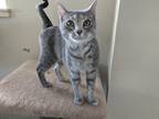 Adopt Kitty a Domestic Shorthair / Mixed cat in Osage Beach, MO (41198618)