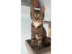 Adopt Dallas a Gray, Blue or Silver Tabby Tabby (short coat) cat in Marion