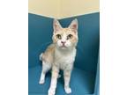 Adopt Ro a Orange or Red Domestic Shorthair / Domestic Shorthair / Mixed cat in