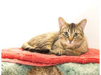 Adopt Alejandro a Brown or Chocolate Domestic Shorthair / Domestic Shorthair /