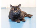 Adopt Pierre a All Black Domestic Shorthair / Domestic Shorthair / Mixed cat in
