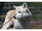 Adopt Freki a White Shepherd (Unknown Type) / Mixed dog in Terre Haute