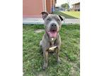 Adopt Texas a Gray/Blue/Silver/Salt & Pepper American Pit Bull Terrier / Mixed