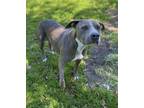 Adopt Suki(HW+) a Gray/Blue/Silver/Salt & Pepper Terrier (Unknown Type