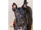 Adopt Dolla a Black Terrier (Unknown Type, Small) / Mixed dog in Toccoa