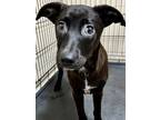 Adopt Lucille a Black Labrador Retriever / Mixed dog in San Antonio