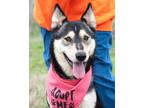 Adopt Izzy a Black - with Tan, Yellow or Fawn Husky / Shepherd (Unknown Type) /