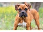 Adopt Winston a Tan/Yellow/Fawn - with Black Boxer / Mixed dog in Mason