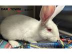 Adopt Jesse a Florida White / Mixed rabbit in Lexington, KY (41220564)