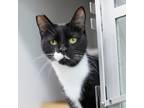 Adopt Duchess a All Black Domestic Shorthair / Domestic Shorthair / Mixed cat in