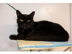 Adopt Finnley a All Black Domestic Shorthair / Domestic Shorthair / Mixed cat in