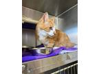 Adopt Felony a Orange or Red Domestic Shorthair / Domestic Shorthair / Mixed cat