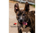 Adopt Elijah a Brindle Terrier (Unknown Type, Medium) / Mixed Breed (Medium) /