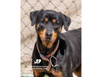 Adopt Terri a Black Rottweiler / Mixed dog in Toccoa, GA (41188035)