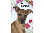 Adopt Zena a Brown/Chocolate Labrador Retriever / Pointer / Mixed dog in Phelan