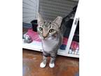 Adopt Squirtle a Gray or Blue Domestic Shorthair / Mixed Breed (Medium) / Mixed