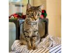 Adopt Yoga a Domestic Shorthair / Mixed (short coat) cat in Columbia