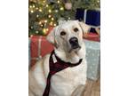 Adopt Phil a White Labrador Retriever / Great Pyrenees / Mixed dog in Willis