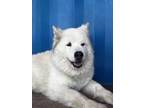 Adopt Ddolddol a Tricolor (Tan/Brown & Black & White) Samoyed / Mixed dog in